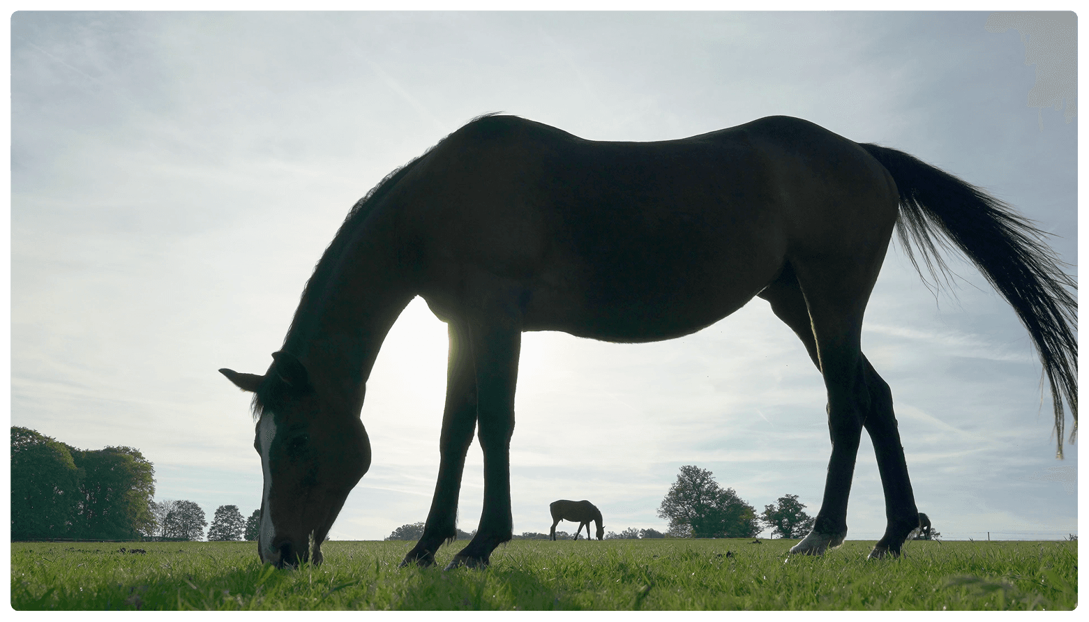 Vietoon3D: AI-3D Animated Feature Film